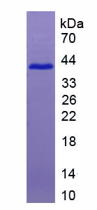 Recombinant Proline Rich Protein 4, Lacrimal (PRR4)