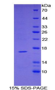 RPD925Mu02.jpg