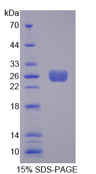 Recombinant Tumor Necrosis Factor Ligand Superfamily, Member 9 (TNFSF9)