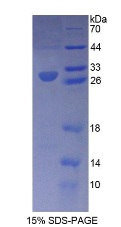 Recombinant Retinoid X Receptor Gamma (RXRg)