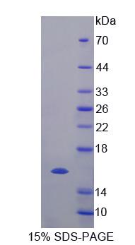 Recombinant Elongin C (ELOC)