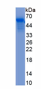 Recombinant Cathepsin G (CTSG)