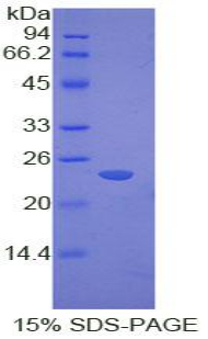 Recombinant Cathepsin G (CTSG)