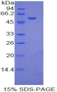 Recombinant Ephrin A4 (EFNA4)