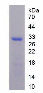 Recombinant Ephrin B1 (EFNB1)