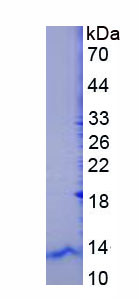 Recombinant Defensin Beta 104 (DEFb104)