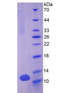 Recombinant Defensin Beta 103A (DEFb103A)