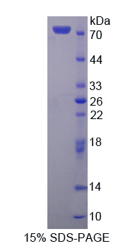 Recombinant Farnesyl Diphosphate Synthase (FDPS)