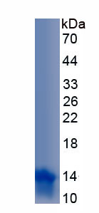 Recombinant Baculoviral IAP Repeat Containing Protein 3 (BIRC3)