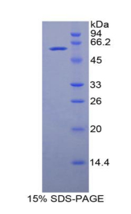 Recombinant Solute Carrier Family 3, Member 2 (SLC3A2)