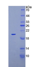 RPE361Hu02.jpg