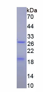 Recombinant Prestin (PRES)