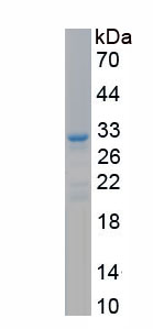 Recombinant Solute Carrier Family 30 Member 8 (SLC30A8)