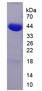 Recombinant Gasdermin D (GSDMD)