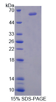 RPE537Hu01.jpg