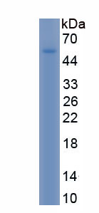 Recombinant Cell Adhesion Molecule 2 (CADM2)