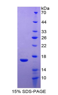 Recombinant WAP Four Disulfide Core Domain Protein 5 (WFDC5)