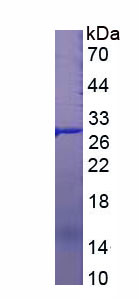 Recombinant B-Cell CLL/Lymphoma 2 Like Protein (Bcl2L)