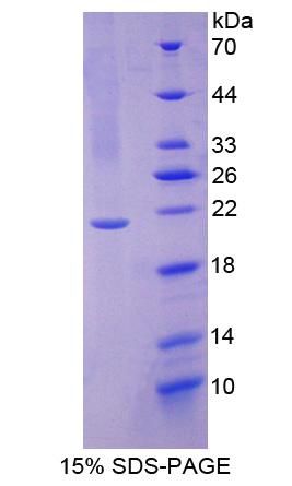 Recombinant Ubiquitin Conjugating Enzyme E2L3 (UBE2L3)