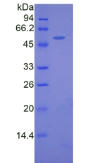 Recombinant FK506 Binding Protein 5 (FKBP5)