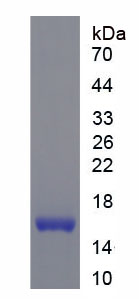 Recombinant Regenerating Islet Derived Protein 3 Gamma (REG3g)