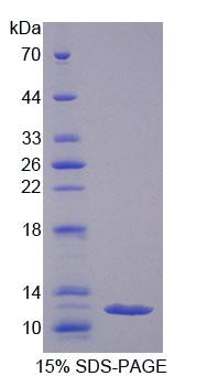 Recombinant Regenerating Islet Derived Protein 3 Gamma (REG3g)