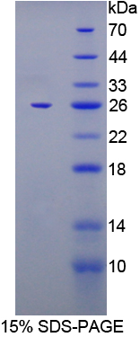 Recombinant FK506 Binding Protein 7 (FKBP7)