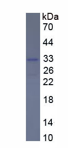 RPE678Hu01.jpg