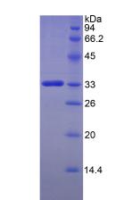 Recombinant FK506 Binding Protein 10 (FKBP10)