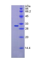 Recombinant FK506 Binding Protein 10 (FKBP10)