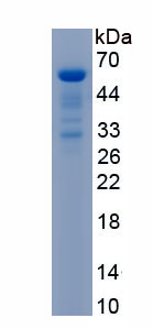 Recombinant Tubulin Tyrosine Ligase (TTL)