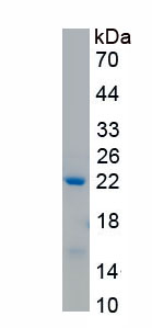 Recombinant Xeroderma Pigmentosum, Complementation Group B (XPB)