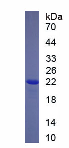 Recombinant Prefoldin Subunit 5 (PFDN5)