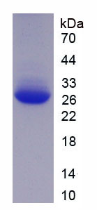 Recombinant Karyopherin Alpha 2 (KPNa2)