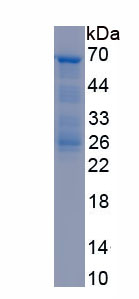 Recombinant Glutamate Receptor, Ionotropic, AMPA 1 (GRIA1)