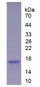 Recombinant Glutamate Receptor, Ionotropic, AMPA 2 (GRIA2)