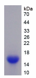 Recombinant Glutamate Receptor, Ionotropic, AMPA 2 (GRIA2)