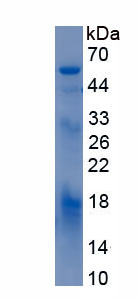 Recombinant Glutamate Receptor, Metabotropic 1 (GRM1)