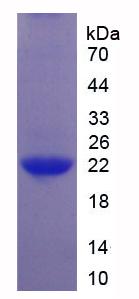 Recombinant Interleukin 1 Zeta (IL1z)