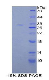 RPE849Ra01.jpg