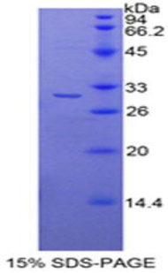 RPE906Mu01.jpg
