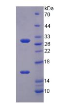 Recombinant Sirtuin 3 (SIRT3)