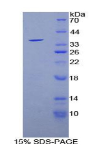 RPE916Mu01.jpg
