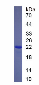 Recombinant Ring Finger Protein 128 (RNF128)