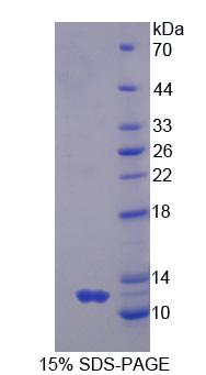 Recombinant G Protein Gamma 2 (GNg2)