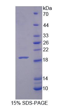 Recombinant Xylosyltransferase I (XYLT1)