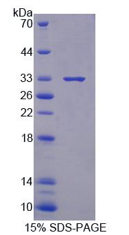 Recombinant Xylosyltransferase I (XYLT1)