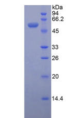 Recombinant Ectonucleotide Pyrophosphatase/Phosphodiesterase 1 (ENPP1)