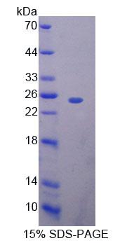 Recombinant Bcl2 Associated Athanogene 5 (BAG5)