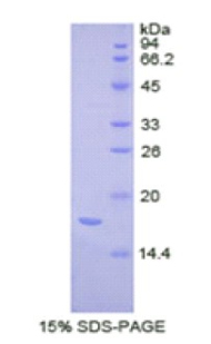 Recombinant Complexin 2 (CPLX2)